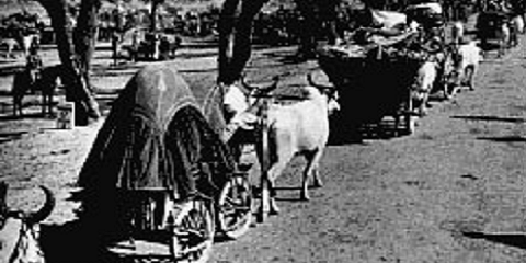 1947 India and Pakistan: Refugees fleeing from identity savagery 1947 India and Pakistan: Refugees fleeing from identity savagery